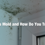 Sasser Restoration: What is Mold and How Do You Treat It?