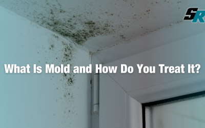 What Is Mold and How Do You Treat It?
